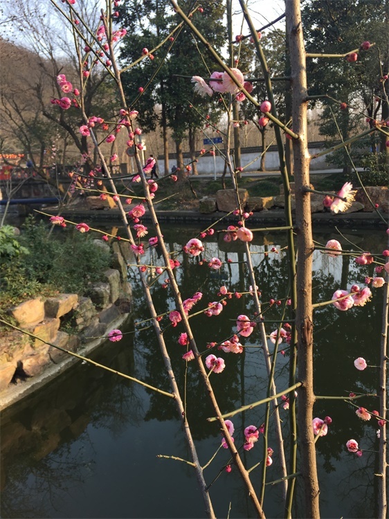 狼山观海2017南通马拉松自行车210KM骑行大